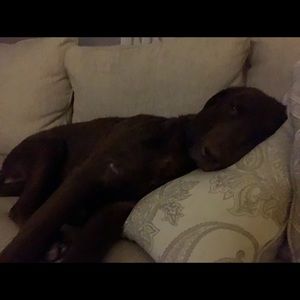 Meet your Posher, Brittany